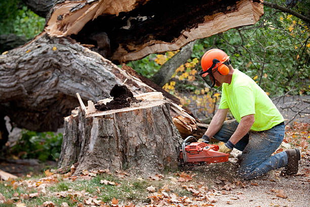 How Our Tree Care Process Works  in  Lake Providence, LA