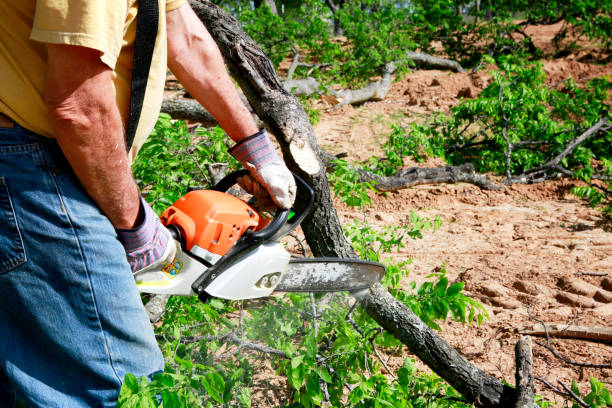 Professional Tree Services in Lake Providence, LA